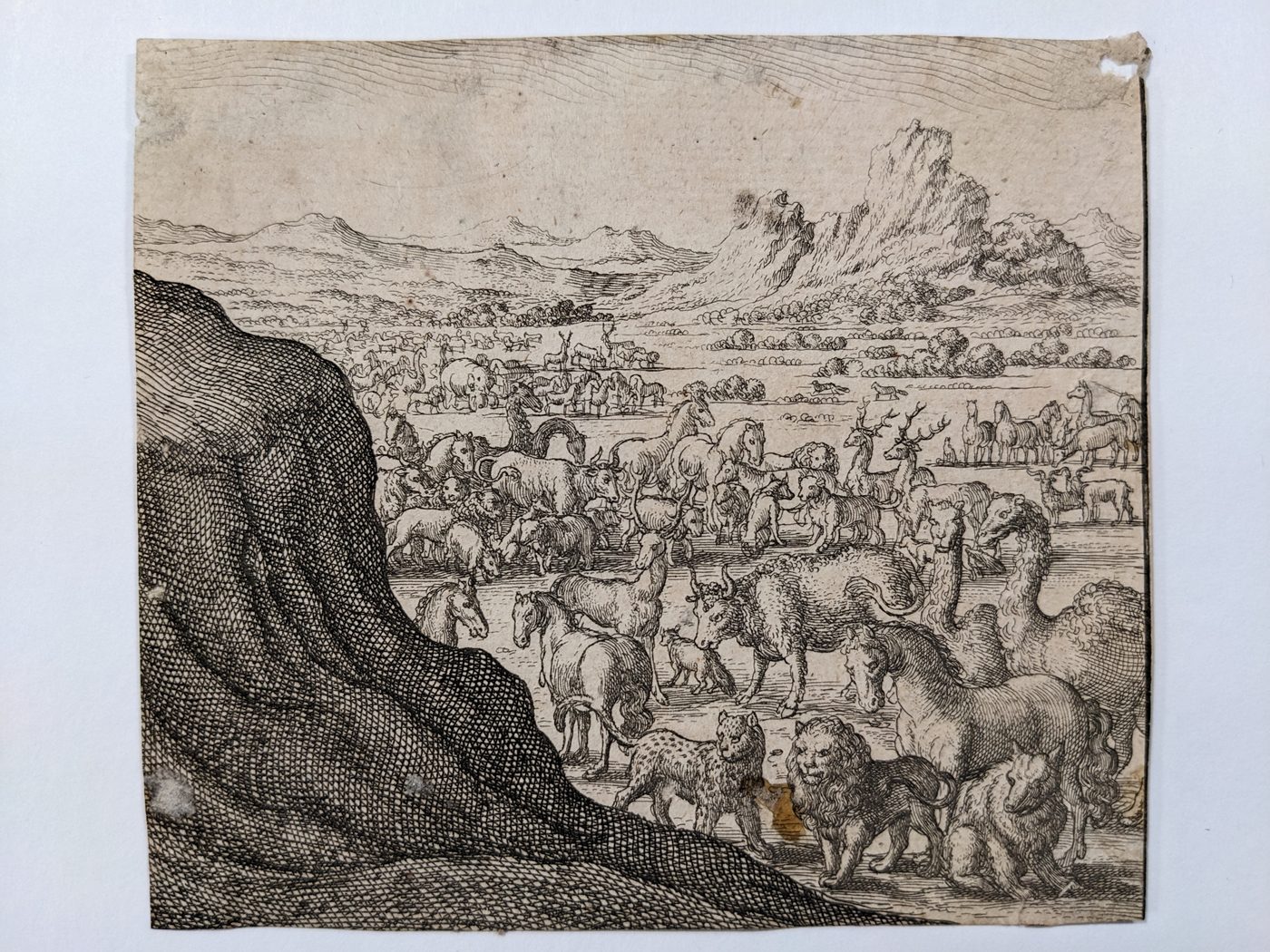 A gathering of animals (before the flood)