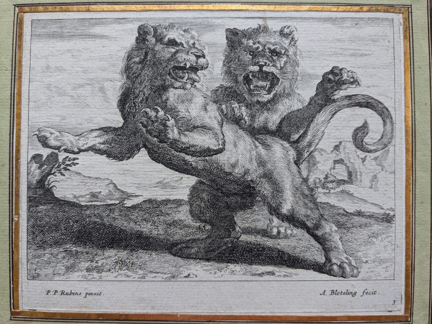 Study of lions