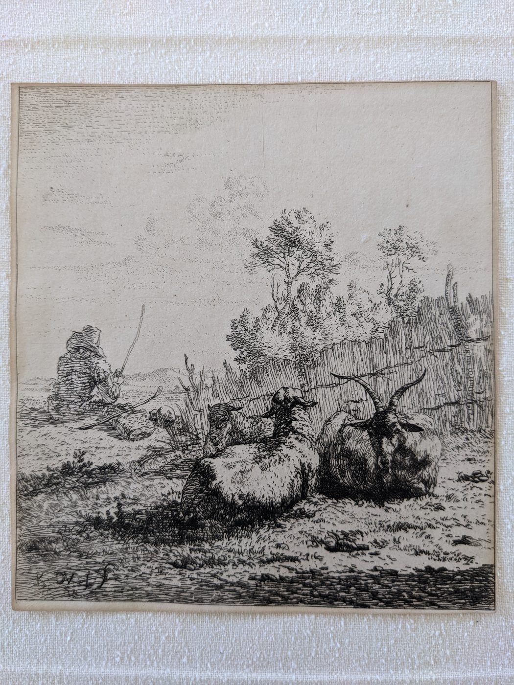 The resting goat and the two sheep