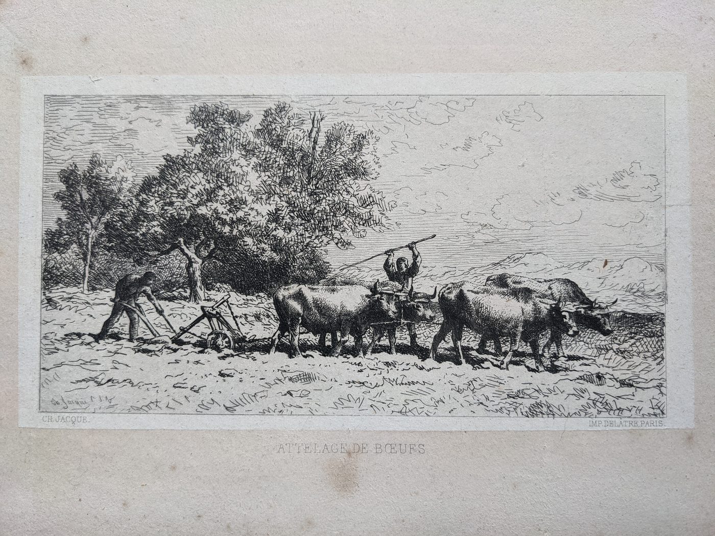Attelage de Bœufs