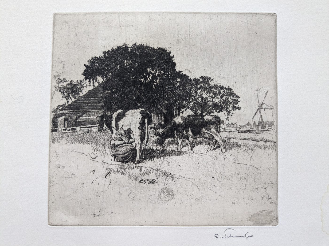 Cattle and windmill