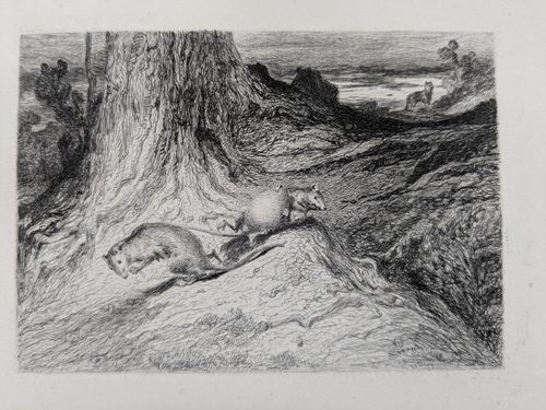 One rat dragging another — Unknown