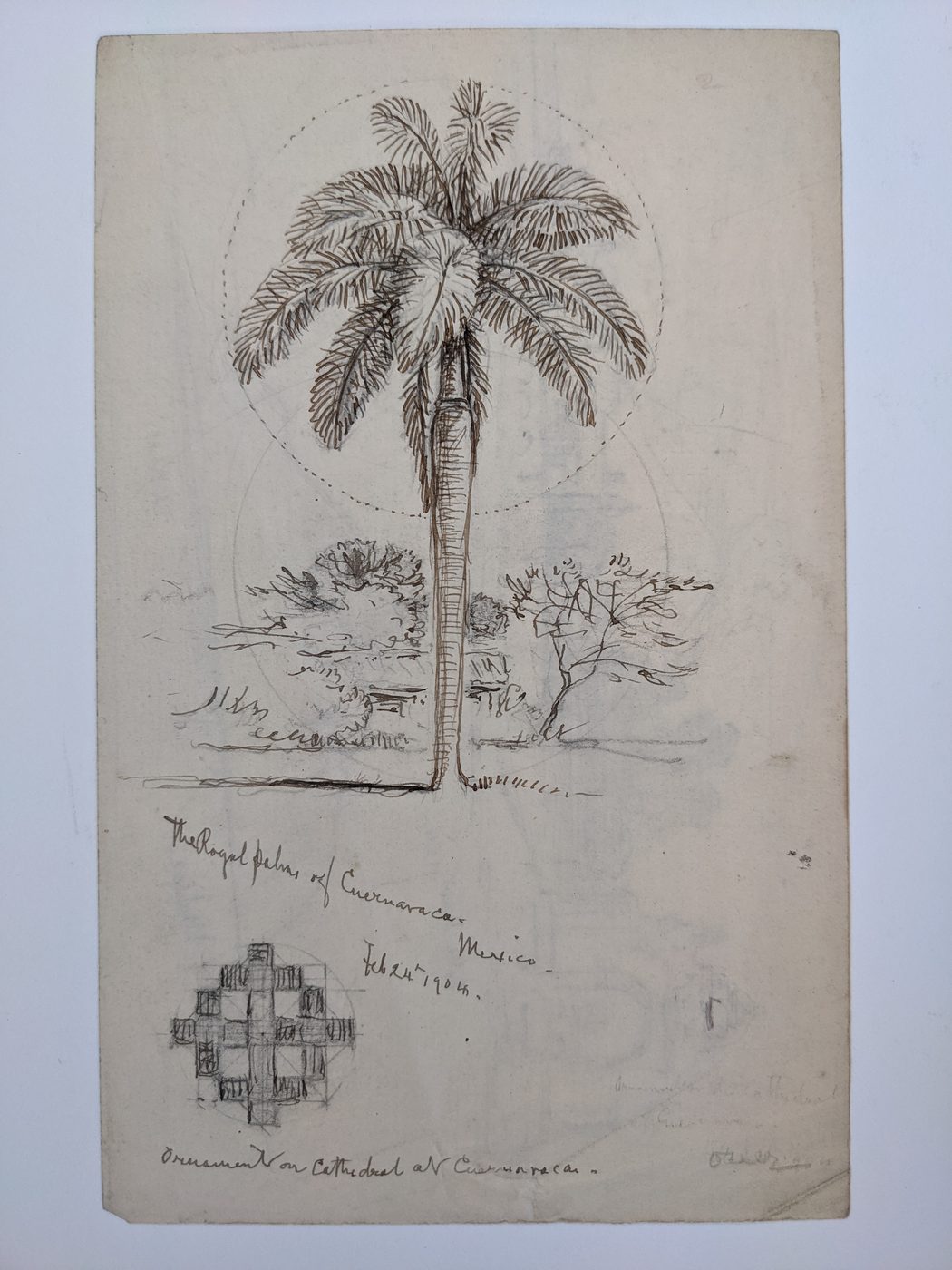The Royal Palms of Cuernavaca, Mexico  Volanic Lines of Malinci