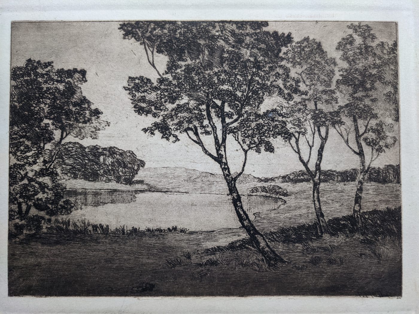 Trees by a lake